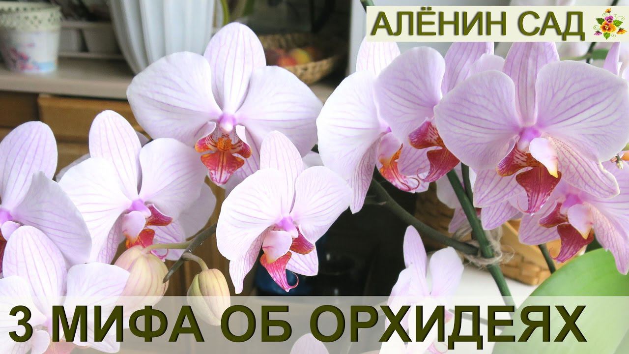 3 МИФА ОБ ОРХИДЕЯХ ФАЛЕНОПСИС!!!