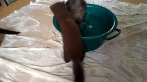 лесная куница и хорьки