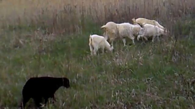 Говорим о козле и козелках смотреть онлайн