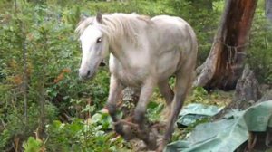 Горный Алтай: Конный поход к озеру Уймень
