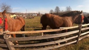 ЖЕРЕБЦІ ДАКАР І ТЮЛЬПАН/КОНІ НА ПРОДАЖУ/КОНІ ВАГОВОЗИ/ КОНІ В УКРАЇНІ