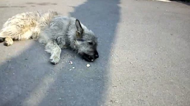 Жила была собака Бабака2.MP4