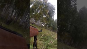 Косуля в Курганской области