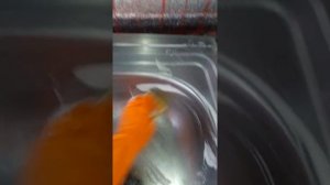 Как быстро очистить кран от водного камня.