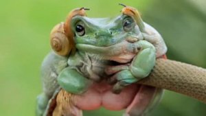 Фотографии лягушек, какими вы их ещё не видели
