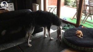 ✔ Русская псовая борзая – одна из самых быстрых собак в мире