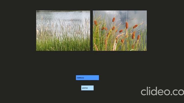 Камыш или рогоз? смотреть онлайн