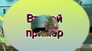 Когда и где должен находиться леток в улье. Пётр Евсеев.