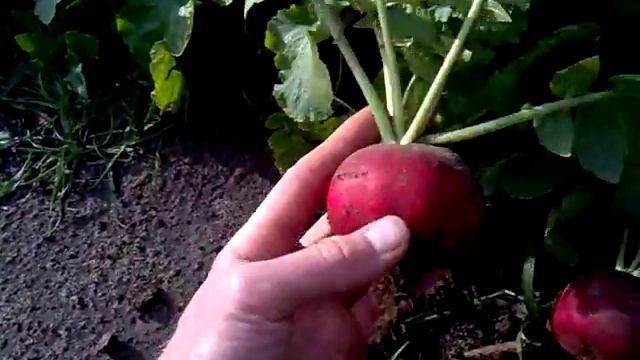 Урожай редиски 2015, очень крупная редиска.