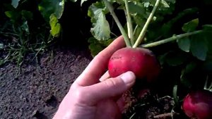 Урожай редиски 2015, очень крупная редиска.