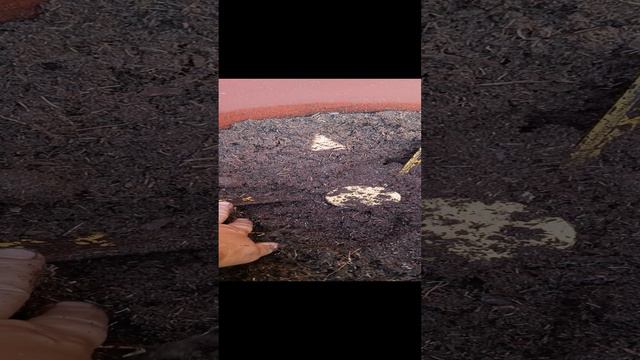 Смесь сфагнума и опада. смотреть онлайн