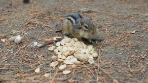 Интересные факты о бурундуке(Interesting Chipmunk Facts).