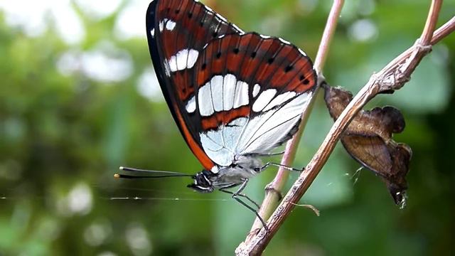 С днём рожденья от прекрасной бабочки