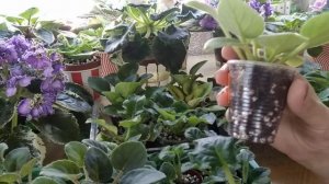 Почему плохо развивается корневая система у фиалки.