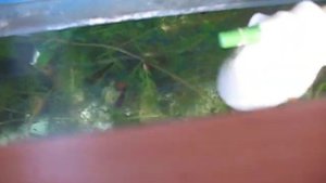 Зелёная вода в аквариуме Простой способ решения проблемы