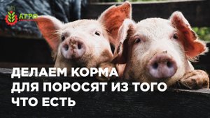 Как делать корма для поросят из имеющегося под рукой сырья. Показываю примеры расчётов рационов.