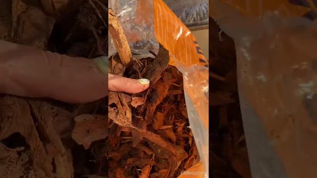 МУЛЬЧА ИЗ СОСНОВОЙ КОРЫ, КОРА СОСНОВАЯ, СРЕДНЯЯ ФРАКЦИЯ, СИТО 50ММ, МЕШОК 45Л