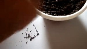 Венерина мухоловка из семян.  Семена с Aliexpress.