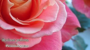 Очень красивая песня про розы. Из 80-х.