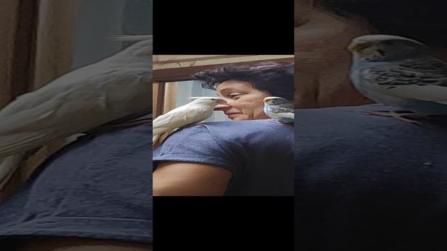 общение попугаев
