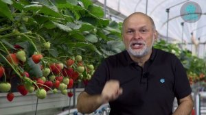 Садовая земляника Вера