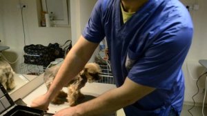 Стрижка йорка - окантовка ушка. Советы от зоосалона Master L