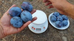 СЛИВА НЕНЬКА!!! PLUM NENKA!!!