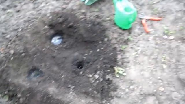 ПереСаживаем Проросшие пасынки помидор в грунт смотреть онлайн