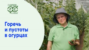 Горечь и пустоты в огурцах