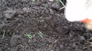 Положите это в лунку при посадке рассады огурцов