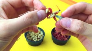 Опарыш на волосе! Наживка на КРУПНОГО Карпа, Леща, Сазана, Карася ?