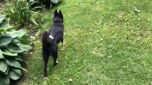 У собаки отнялись лапы