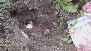 Посадка безвременников.