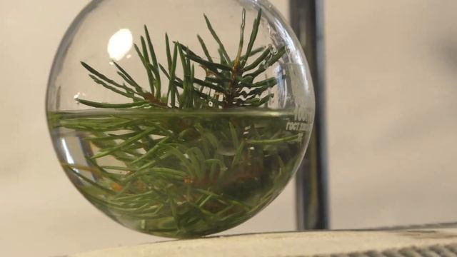 Экстракция. Эксперимент с хвоей. [ChemistryToday] смотреть онлайн