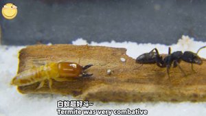 白蟻 VS 兇猛螞蟻,看看誰更強?Termite VS ferocious ant