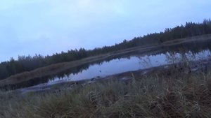 ОХОТА НА УТКУ , ШИКАРНОЕ УТРО С ИЖ 43 . ДОБЫЧА ЕСТЬ .