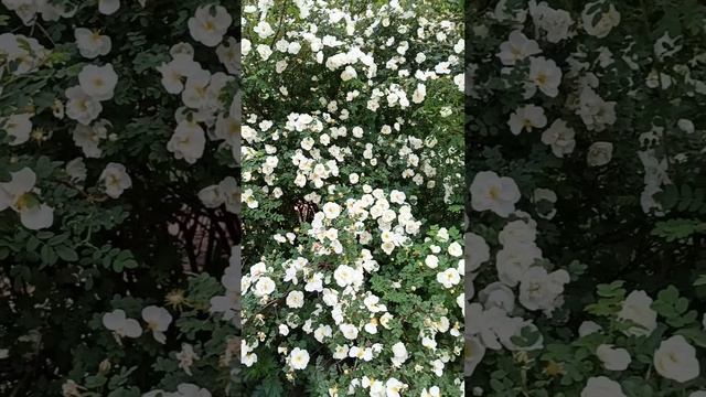 Жасмин смотреть онлайн