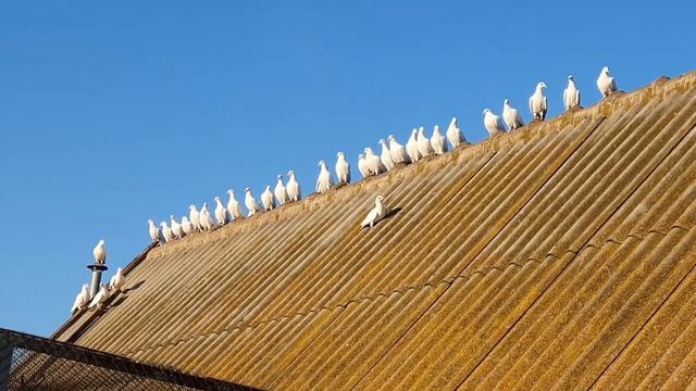 Голуби Почтовые (Чехи белые ) -2 смотреть онлайн