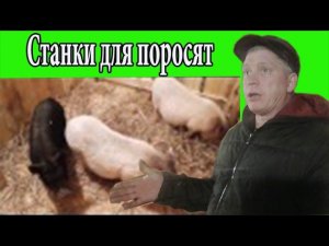 Загоны для поросят в свинарнике//Расселение поросят// Обустройство свинарника