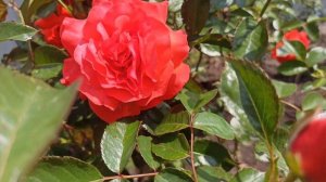 Роза🏡🌹 Салита 🌹СУПЕР СОРТ❗❗❗🌹Kordes 1987🏡🌹@galinagarden....2626 #trending #youtube #rose #video 🏡🌹