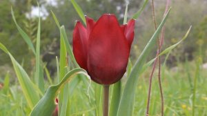 Tulipa cypria -  Cyprus Endemic