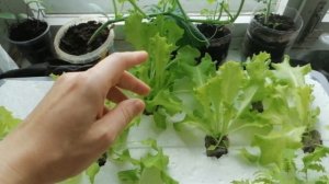 Салат на пассивной, простой, гидропонике спустя две недели. Рассада огурца и томатов.