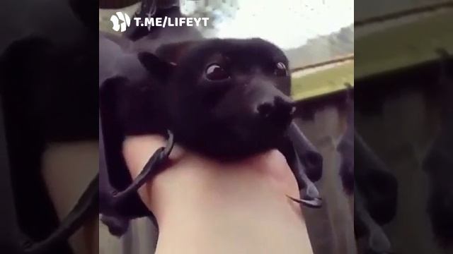 Летучие мыши тоже могут быть милашками смотреть онлайн