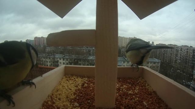 Настоящие Синицы #5 смотреть онлайн