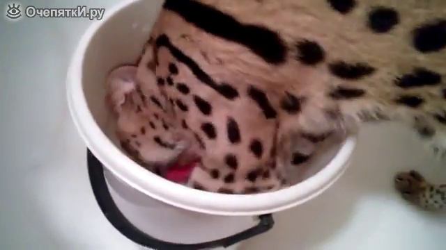 Сервал занимается стиркой смотреть онлайн