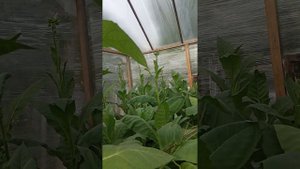 Семена , количество сортов, ку-15 и берли голд/голден. Табак 23/09/23😉