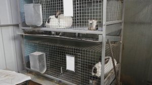 ОЖИРЕНИЕ КРОЛИКОВ/КРОЛЬЧИХИ НЕ ИДУТ НА СЛУЧКУ/КАКАЯ ПРИЧИНА ,ЧТО ДЕЛАТЬ?