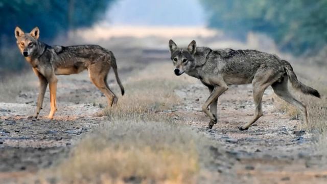 Интернет-проект «Питомец в доме»: «О происхождении собак» смотреть онлайн