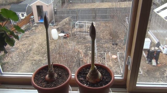 Orchids Houseplants Citrus and Figs Update смотреть онлайн