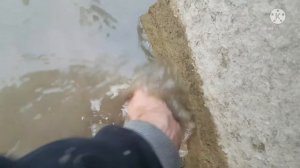 Ловим хваткой!!спасаем реку кирпили,зарыбляем!!!!